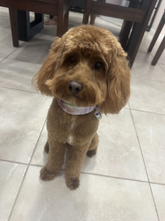 A doodle after grooming