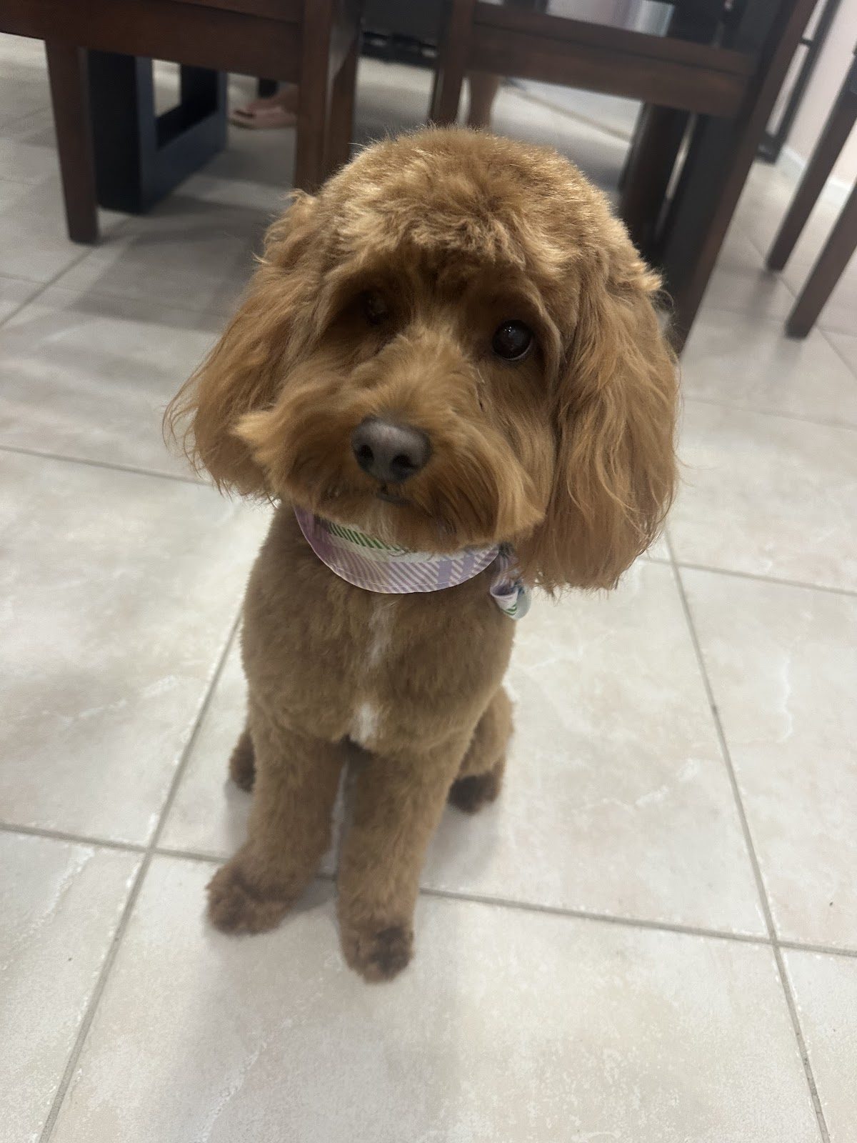 Freshly groomed dog by Gentle Paws