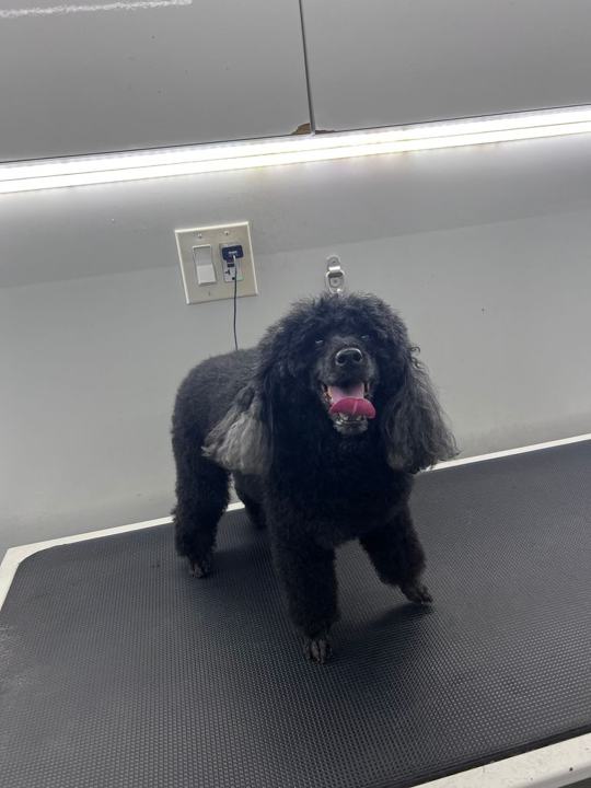 A poodle trim