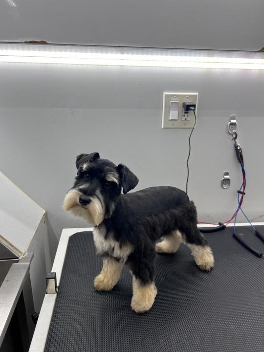 A schnauzer