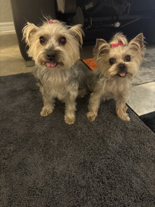 Two yorkies