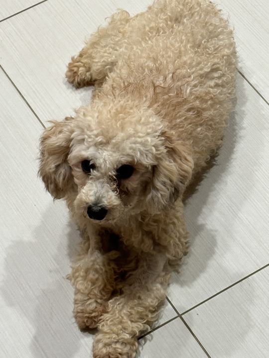 A small dog